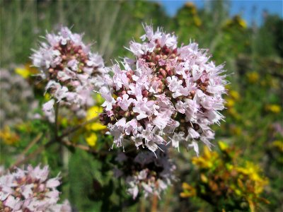 Oregano (Origanum vulgare) im Naturschutzgebiet "St. Arnualer Wiesen"