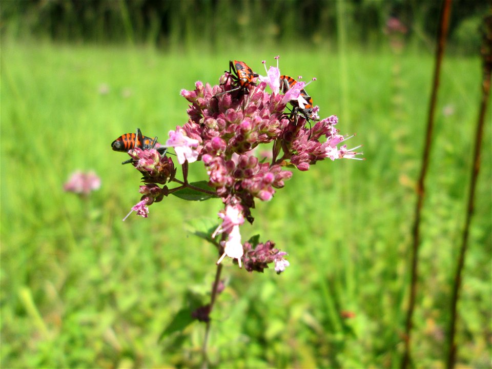 Oregano (Origanum vulgare) im Naturschutzgebiet Wusterhang und Beierwies bei Fechingen