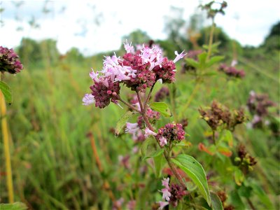 Oregano (Origanum vulgare) im Naturschutzgebiet Wusterhang und Beierwies bei Fechingen