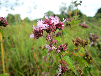 Oregano (Origanum vulgare) im Naturschutzgebiet Wusterhang und Beierwies bei Fechingen photo