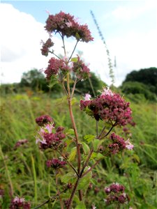 Oregano (Origanum vulgare) im Naturschutzgebiet Wusterhang und Beierwies bei Fechingen