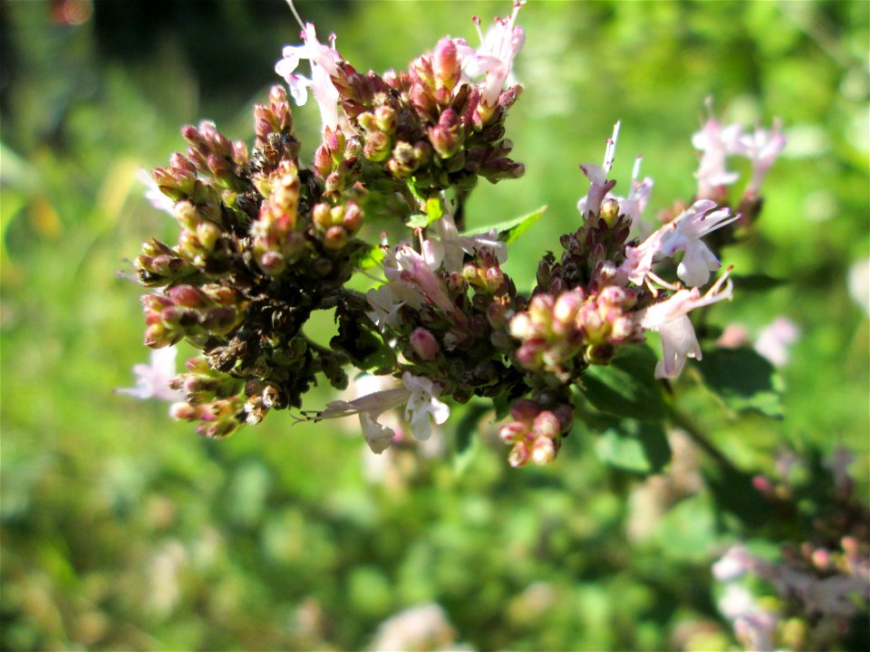 Oregano (Origanum vulgare) im Naturschutzgebiet "St. Arnualer Wiesen"