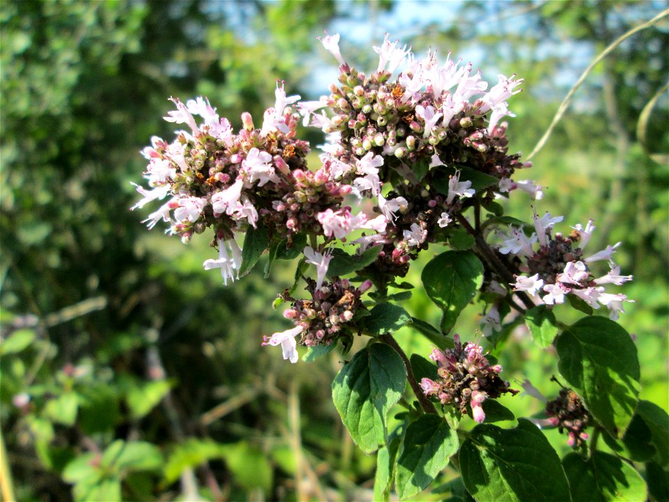 Oregano (Origanum vulgare) auf einer Streuobstwiese oberhalb von Güdingen