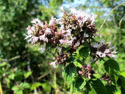 Oregano (Origanum vulgare) auf einer Streuobstwiese oberhalb von Güdingen