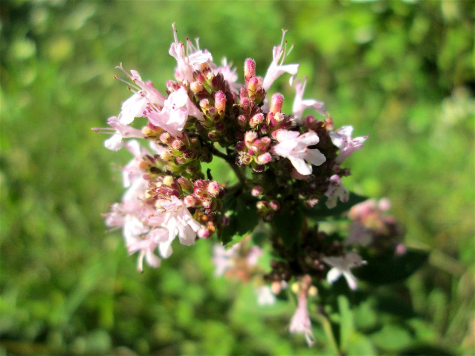 Oregano (Origanum vulgare) im Naturschutzgebiet "St. Arnualer Wiesen"