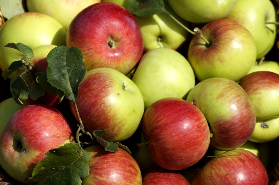 Fruit harvest nature