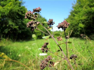 Oregano (Origanum vulgare) oberhalb von Fechingen photo