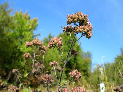 Oregano (Origanum vulgare) auf einer Streuobstwiese oberhalb von Fechingen