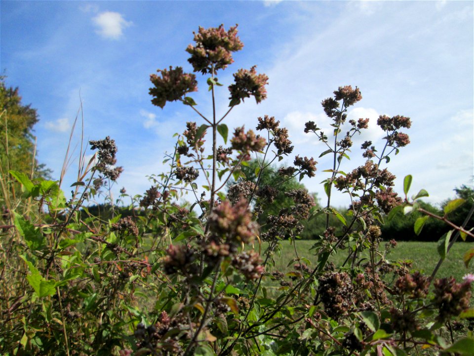 Oregano (Origanum vulgare) auf einer Streuobstwiese oberhalb von Fechingen