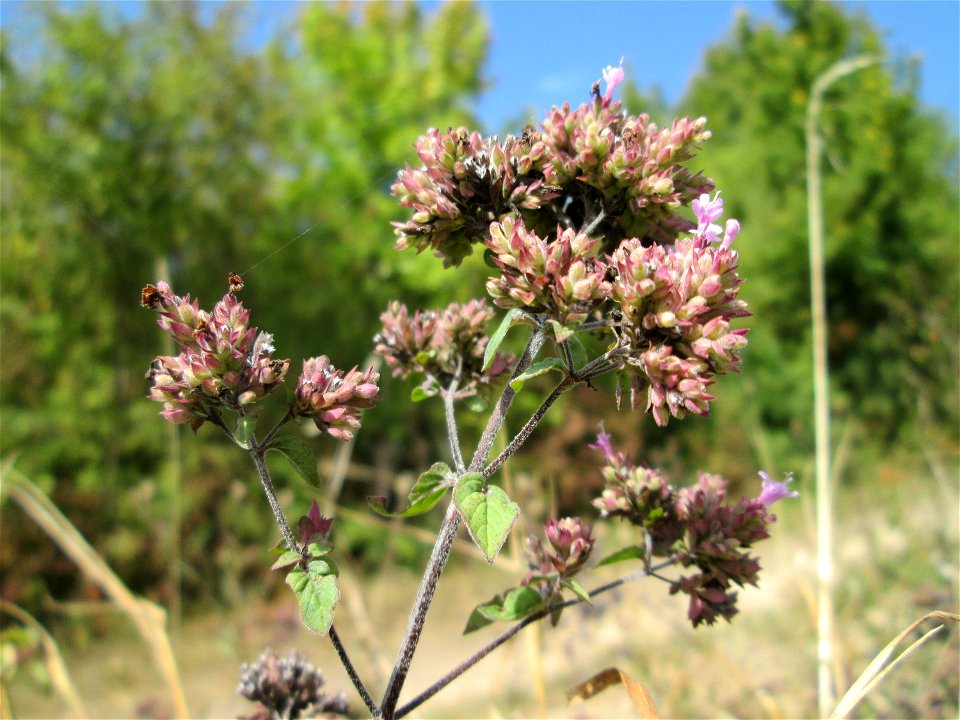 Oregano (Origanum vulgare) auf einer Streuobstwiese oberhalb von Fechingen