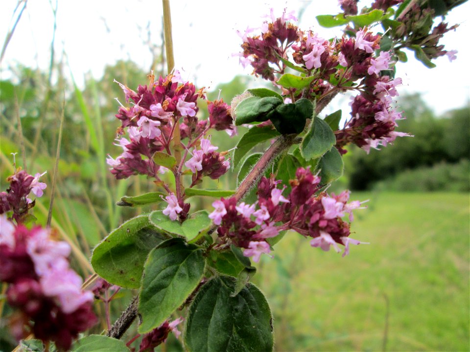 Oregano (Origanum vulgare) an der Saaraue Güdingen