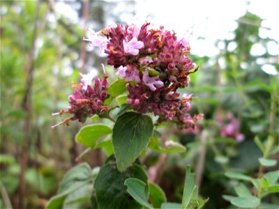 Oregano (Origanum vulgare) an der Saaraue Güdingen
