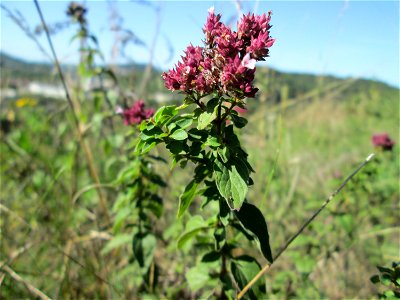Oregano (Origanum vulgare) an der Werkshalde Halberg in Brebach