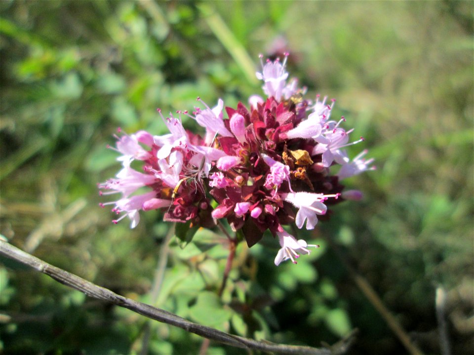 Oregano (Origanum vulgare) an der Werkshalde Halberg in Brebach
