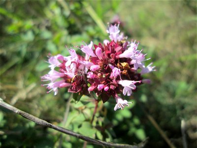 Oregano (Origanum vulgare) an der Werkshalde Halberg in Brebach