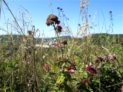 Oregano (Origanum vulgare) an der Werkshalde Halberg in Brebach photo