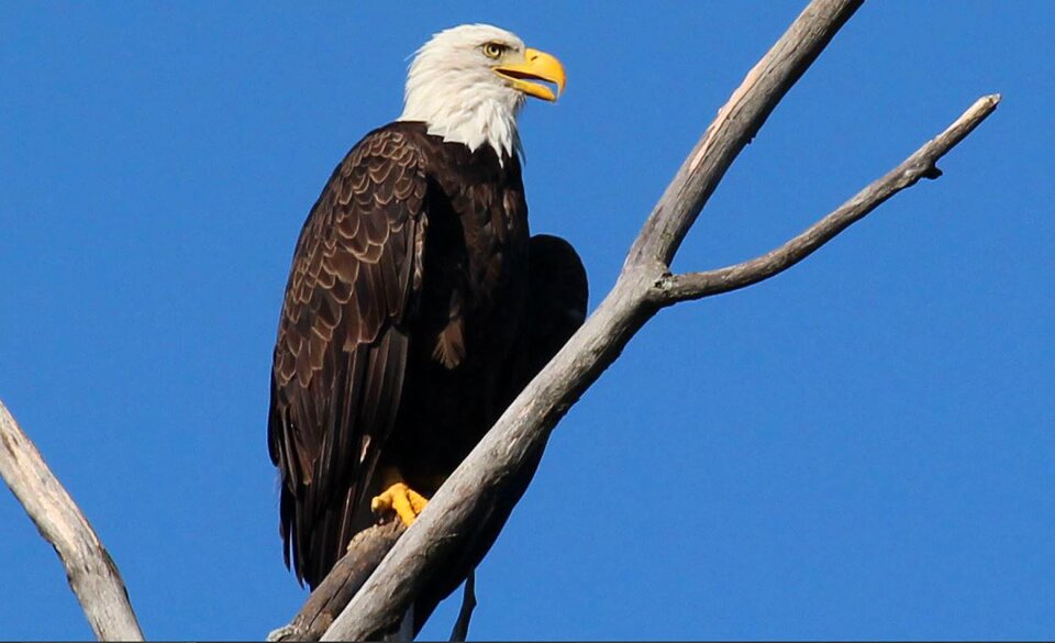 America majestic freedom
