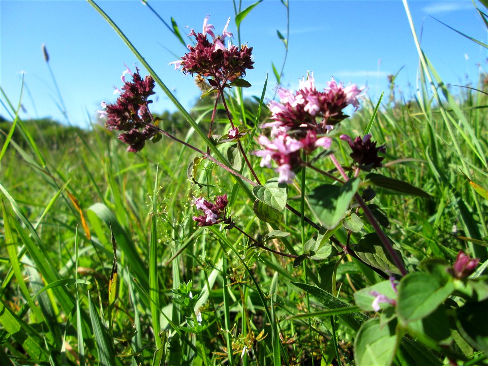 Oregano (Origanum vulgare) auf einer Streuobstwiese bei Bischmisheim