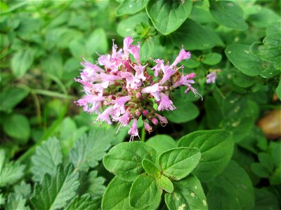Oregano (Origanum vulgare) an der Saaraue Grosbliederstroff
Français :  Origan commun