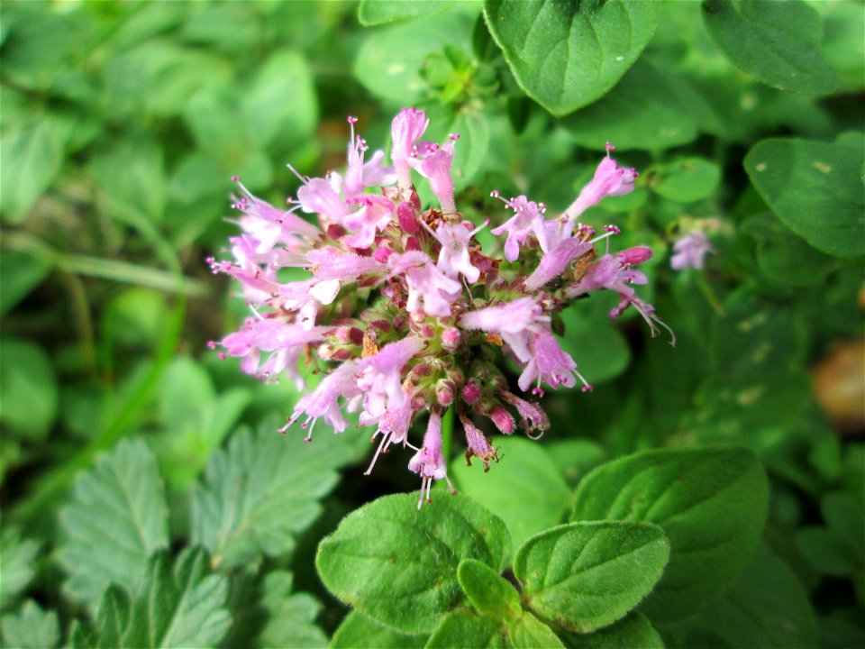 Oregano (Origanum vulgare) an der Saaraue Grosbliederstroff
Français :  Origan commun