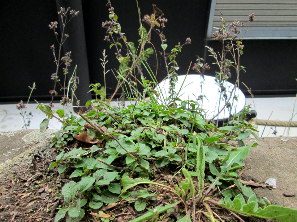 Oregano (Origanum vulgare) am Saarufer im Bürgerpark Saarbrücken