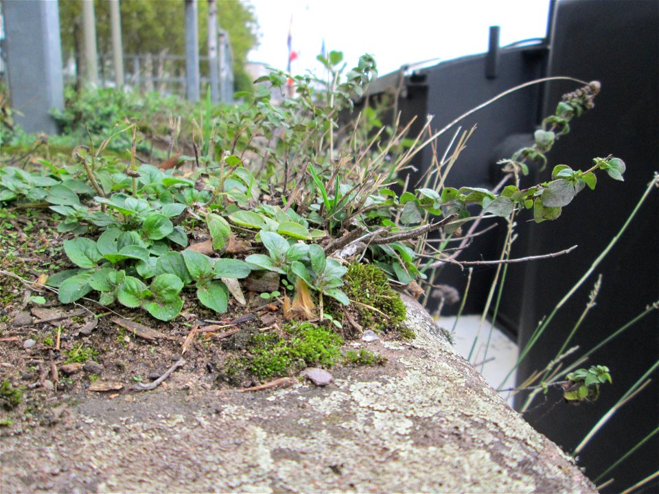 Oregano (Origanum vulgare) am Saarufer im Bürgerpark Saarbrücken