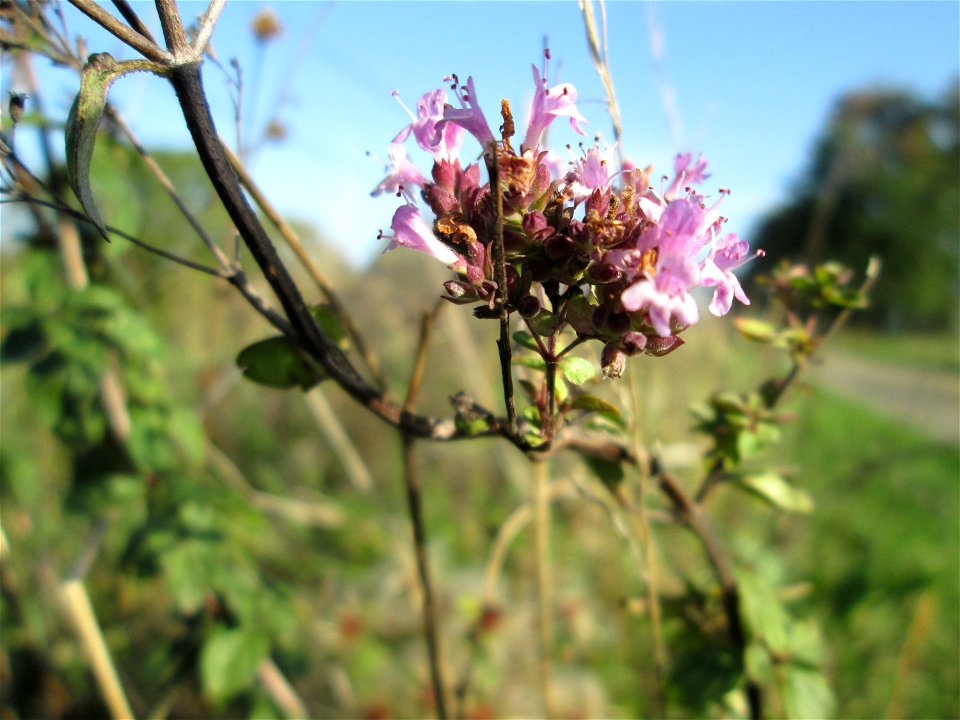 Oregano (Origanum vulgare) am Feldrand bei Spicheren Français :  Marjolaine sauvage près de Spicheren