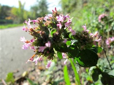 Oregano (Origanum vulgare) an der Saar in Malstatt