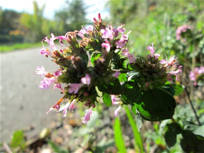 Oregano (Origanum vulgare) an der Saar in Malstatt photo