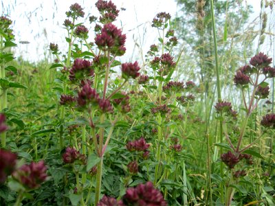 Oregano (Origanum vulgare) auf einer typischen „Bliesgau-Wiese“ bei Fechingen