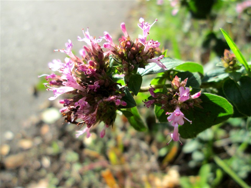 Oregano (Origanum vulgare) an der Saar in Malstatt