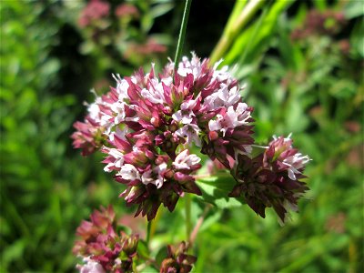 Oregano (Origanum vulgare) an der Saaraue Güdingen