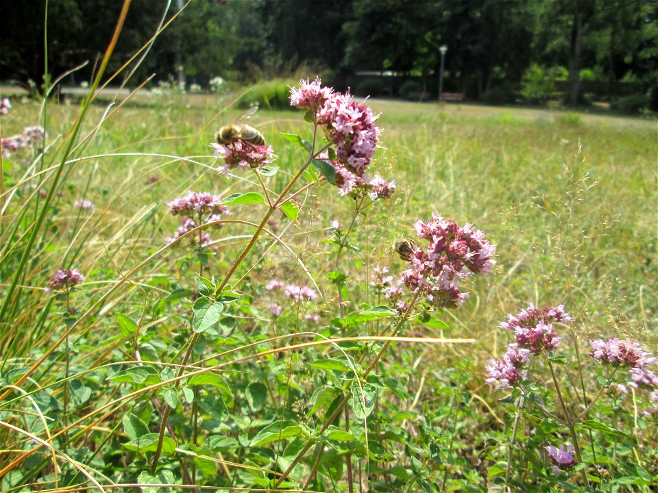 Oregano (Origanum vulgare) im Deutsch-Französischen Garten in Saarbrücken