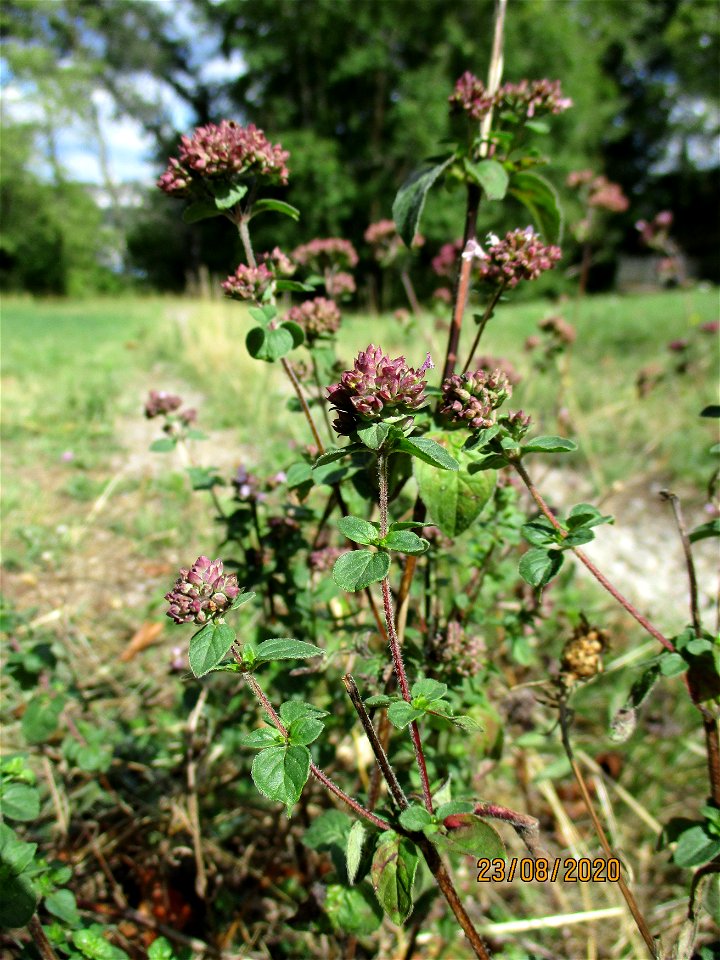 Oregano (Origanum vulgare) auf der Spicherer Höhe Français :  Marjolaine sauvage près de Spicheren