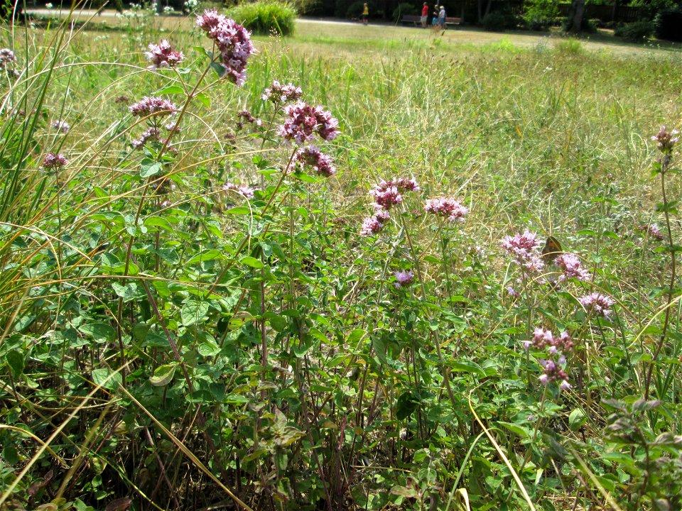 Oregano (Origanum vulgare) im Deutsch-Französischen Garten in Saarbrücken