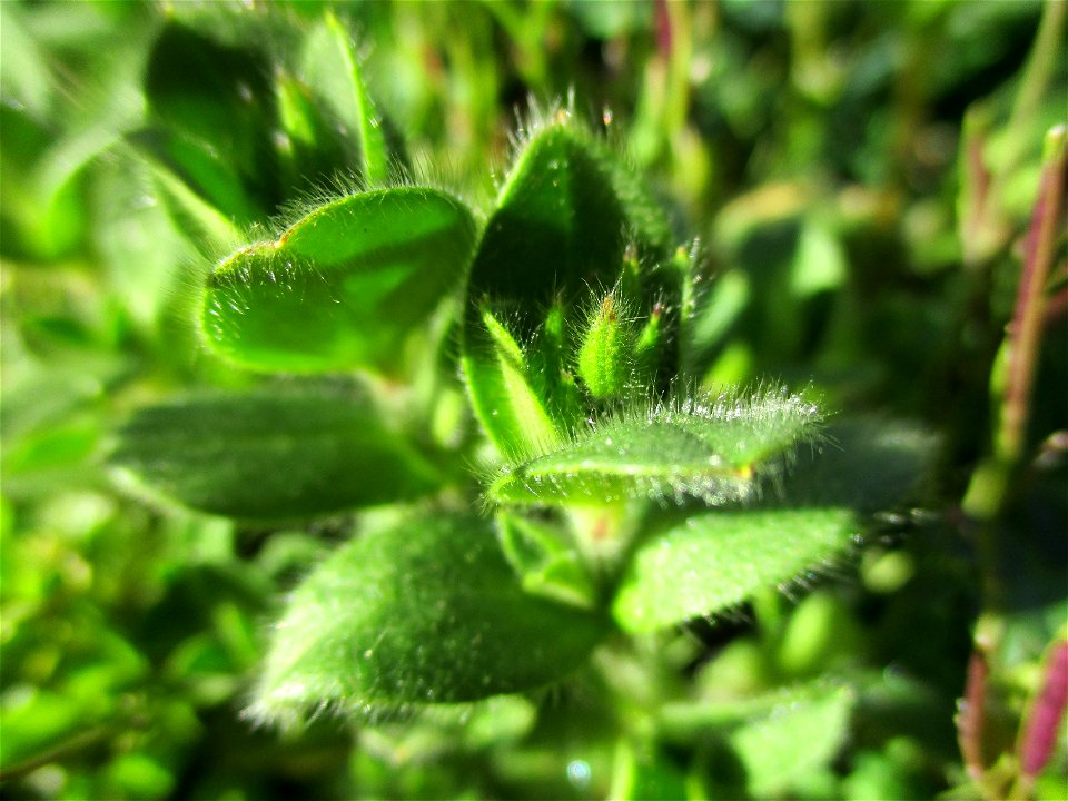 Oregano (Origanum vulgare) im Bürgerpark Saarbrücken