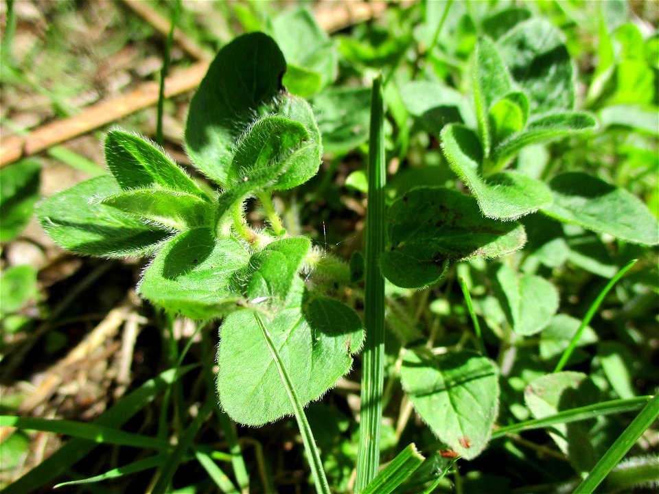 Oregano (Origanum vulgare) im Naturschutzgebiet „St. Arnualer Wiesen“