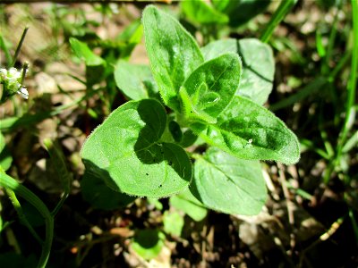 Oregano (Origanum vulgare) im Naturschutzgebiet „St. Arnualer Wiesen“