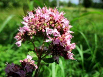 Oregano (Origanum vulgare) in einem Weinberg bei Eschringen photo