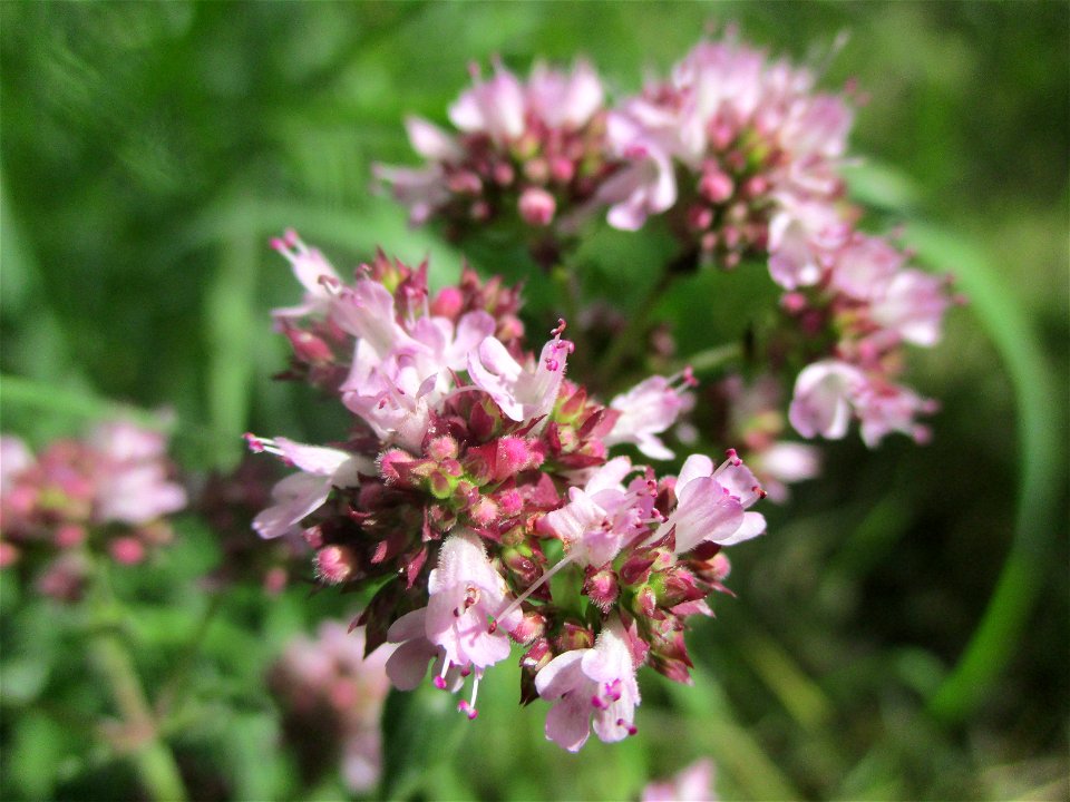 Oregano (Origanum vulgare) in einem Weinberg bei Eschringen