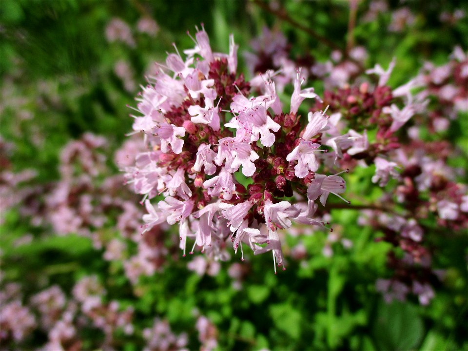 Oregano (Origanum vulgare) auf einer Brachfläche der Halberger Hütte in Brebach