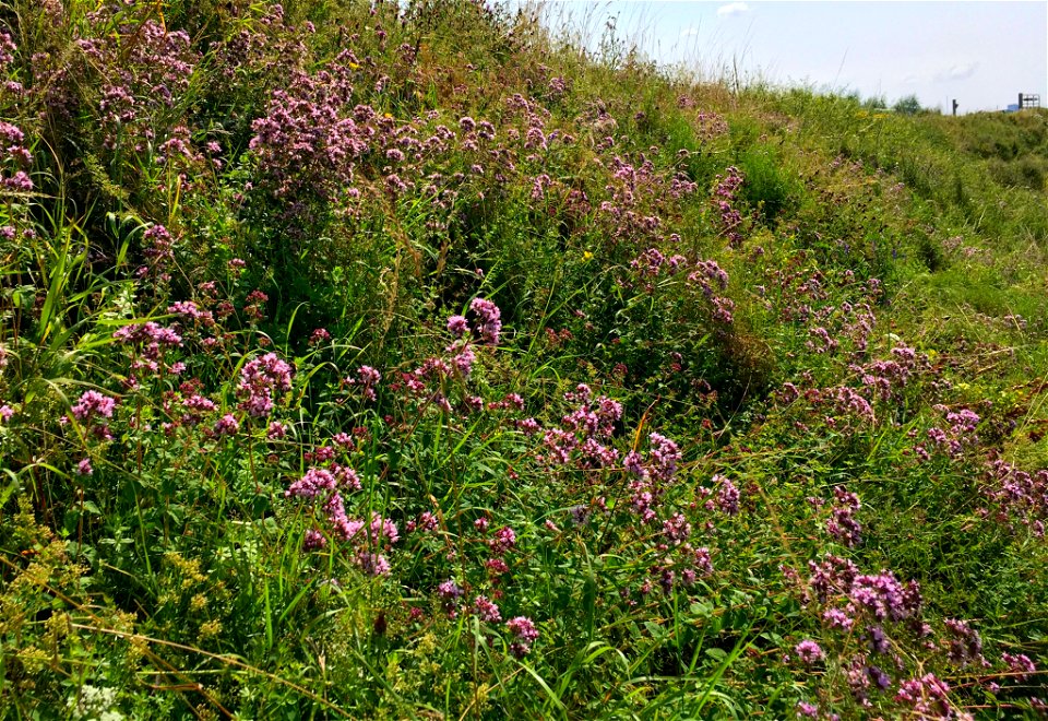 De associatie van dauwbraam en marjolein (Rubo-Origanetum), op een zonnig, kalkrijk dijktalud.