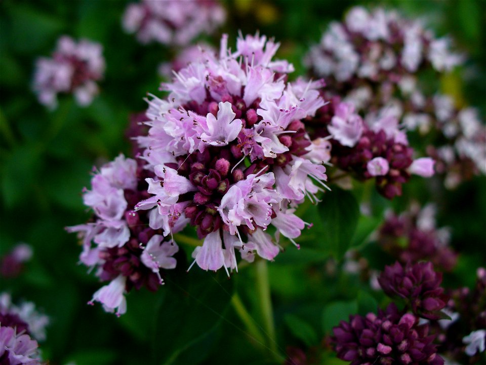I am the originator of this photo. I hold the copyright. I release it to the public domain. This photo depicts flowers.
