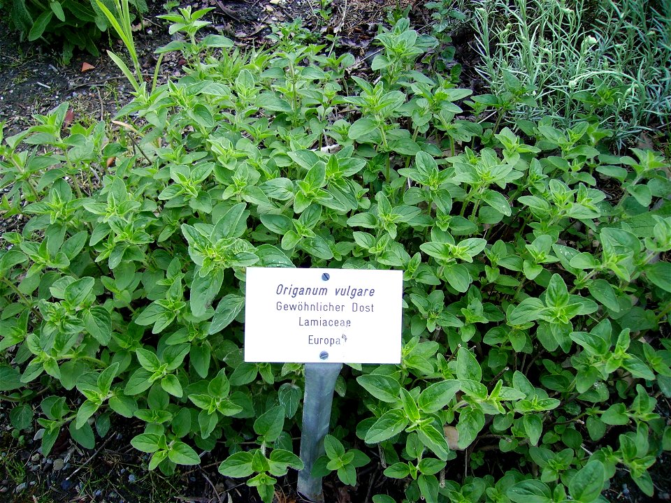Gewöhnlicher Dost (Origanum vulgare)