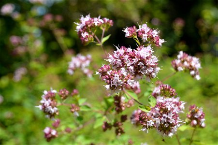 Marjoram (Origanum majorana) inflorescence.