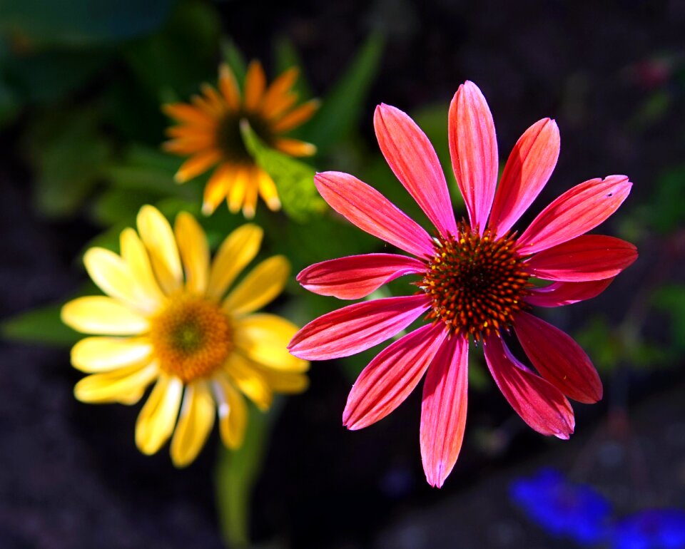 Bloom nature garden plant