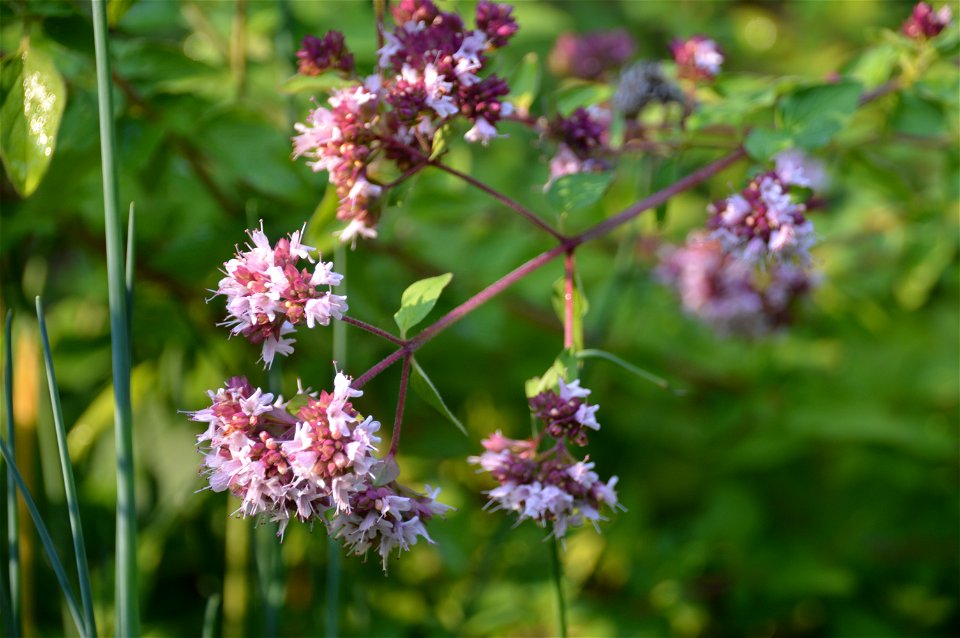 Marjoram (Origanum majorana) inflorescence.