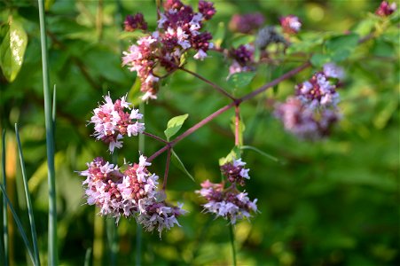 Marjoram (Origanum majorana) inflorescence.