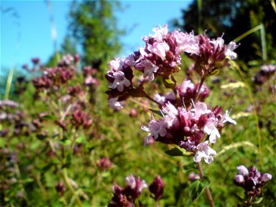 Oregano