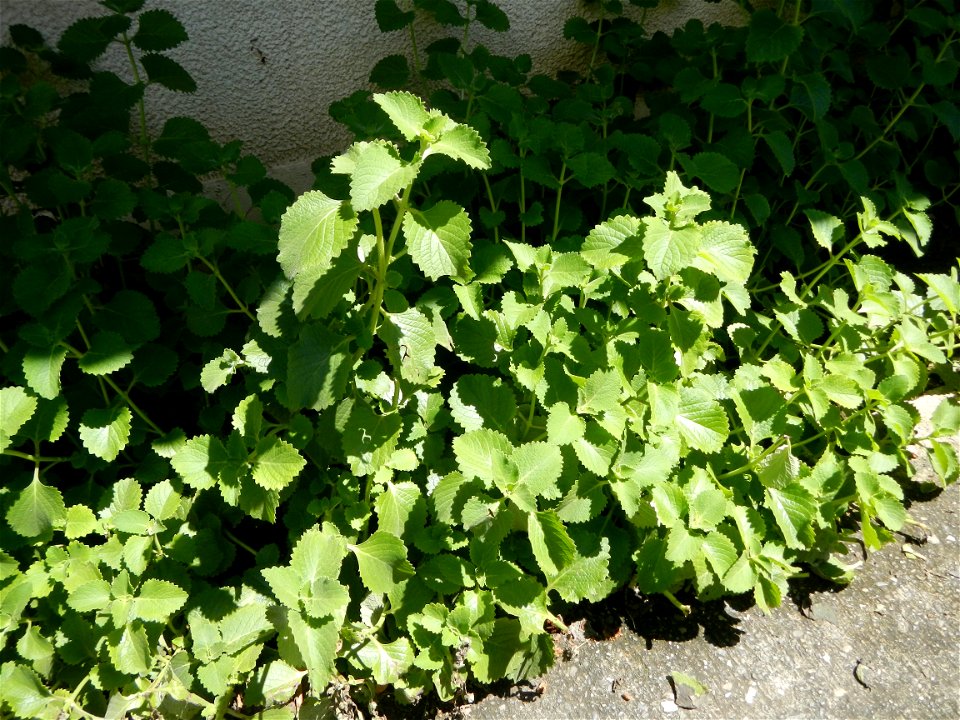 Origanum vulgare in Day care center of Barangay Poblacion South, 
Muñoz, Nueva Ecija.